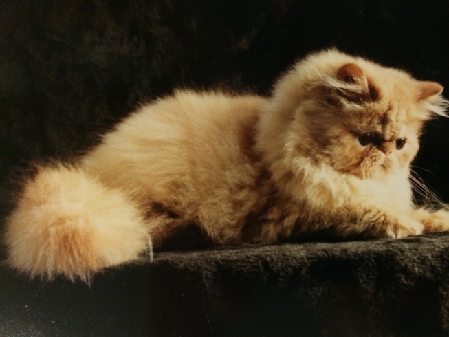 Hatter kitten 1