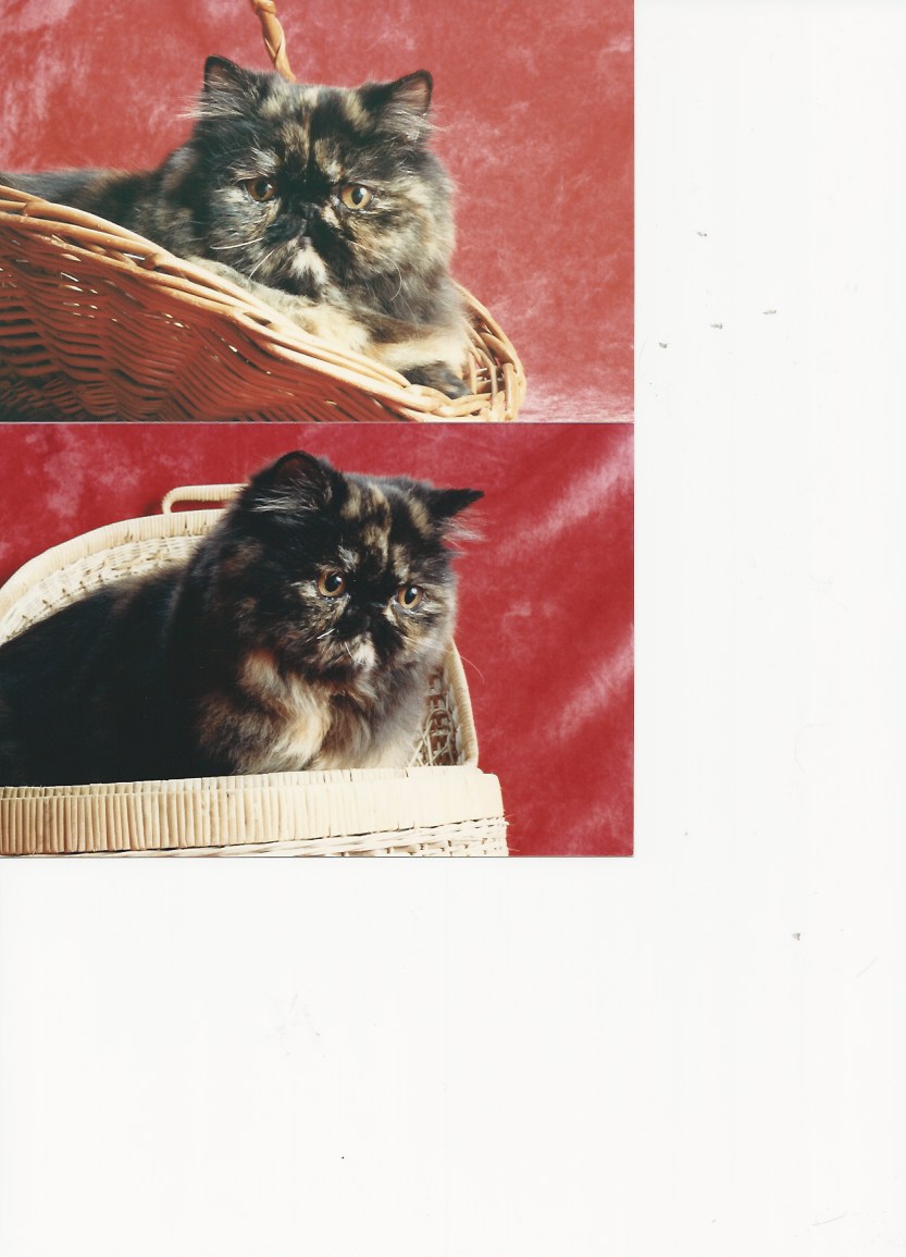 Poptart basket