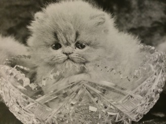 CH Shadygrove Dulcimer as a kitten